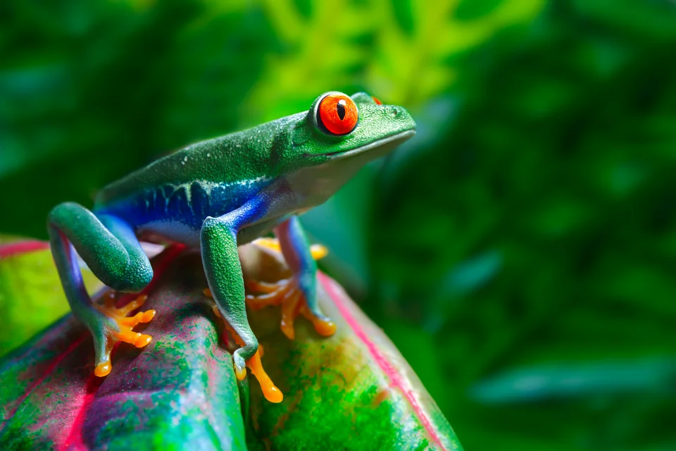 Rana arborícola de ojos rojos